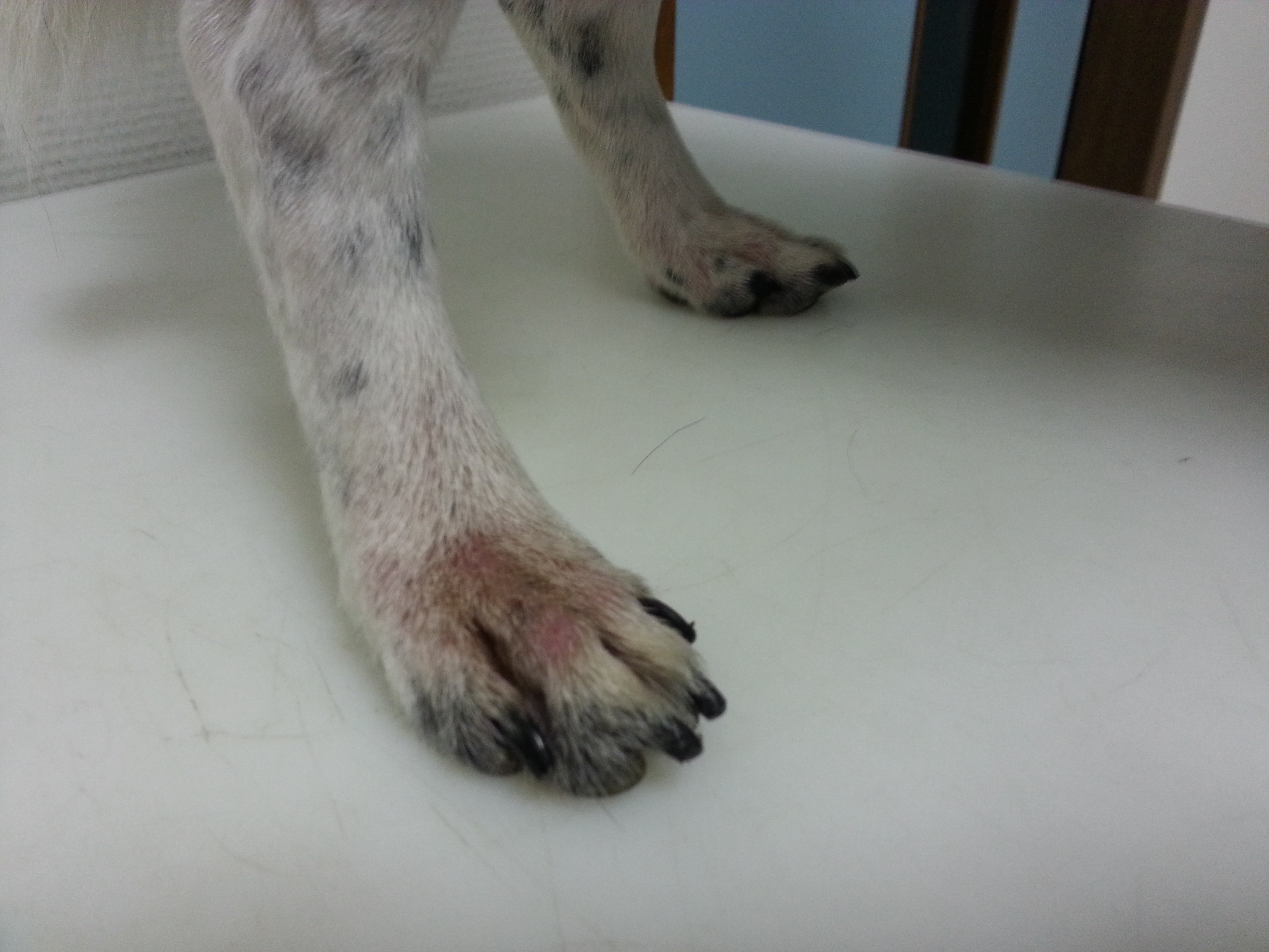 Allergiehond