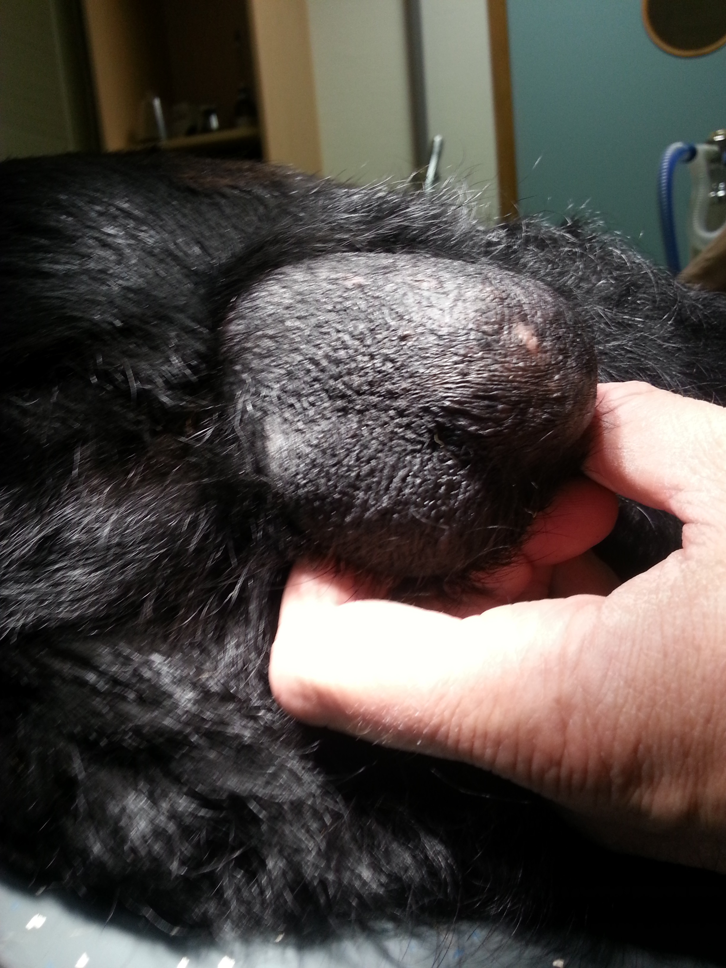 Testikeltumorhond1